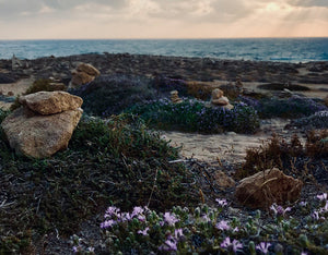 Violettes Sunset . Cyprus