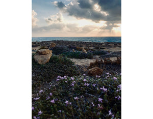 Violettes Sunset . Cyprus