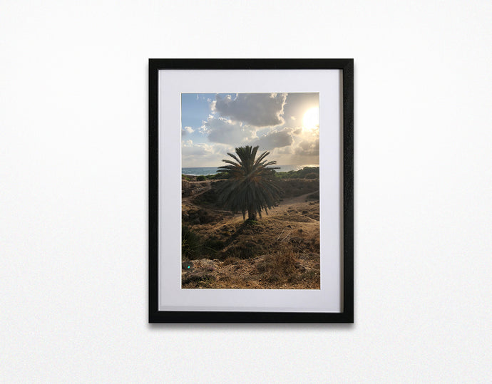 Desert Palm . Cyprus